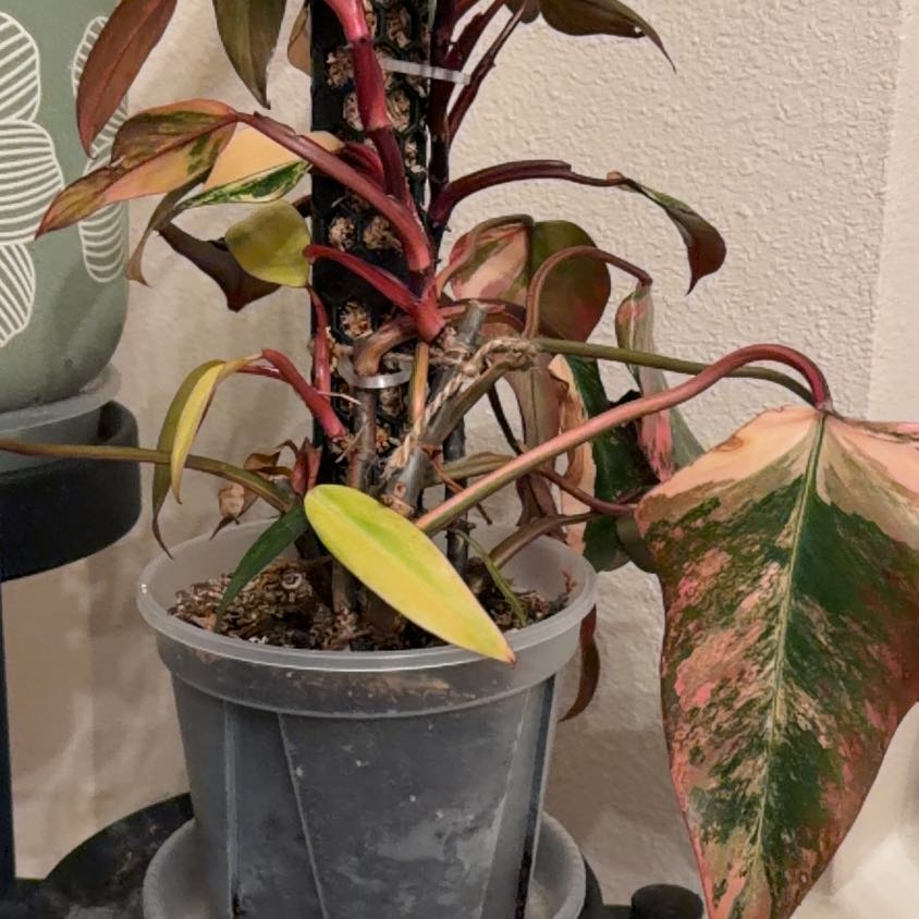 Photo of the plant species Strawberry Shake Philodendron by @Eryss named Strawberry on Greg, the plant care app