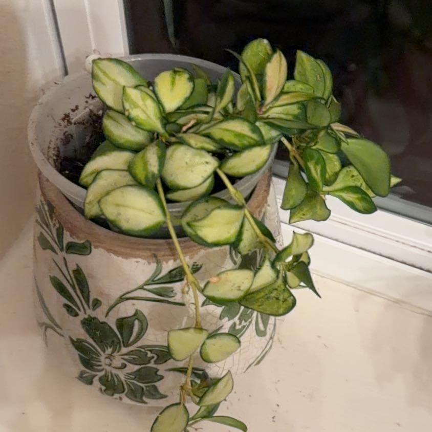 Photo of the plant species Hoya heuschkeliana variegata by @Eryss named Heuschkeliana on Greg, the plant care app