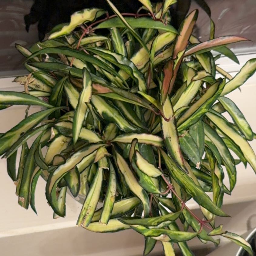 Photo of the plant species Stringbean Hoya by @Eryss named Stringbean on Greg, the plant care app
