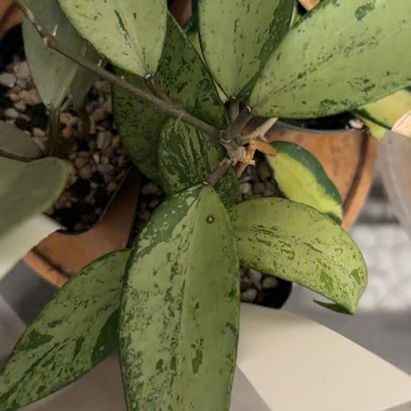 Photo of the plant species Hoya Silver by @Eryss named Snow Cui on Greg, the plant care app