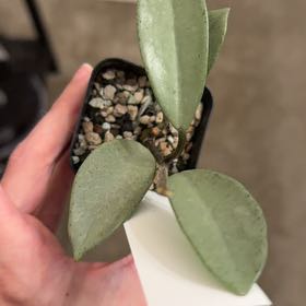 Photo of the plant species Hoya Carnosa 'Wilbur Graves' by @Eryss named Wilbur on Greg, the plant care app