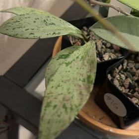Photo of the plant species Hoya publicalyx 'Pink Silver Ghost' by @Eryss named Pink Silver Ghost on Greg, the plant care app