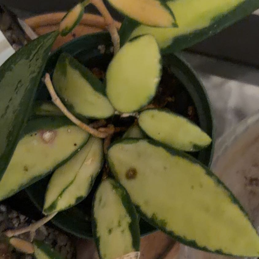 Photo of the plant species Hoya acuta 'Variegata' by @Eryss named Acuta Variegata on Greg, the plant care app