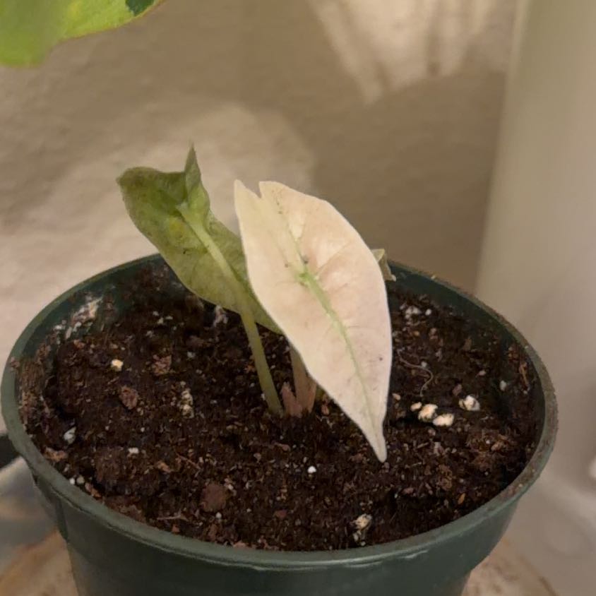 Photo of the plant species Pink polly ghost by @Eryss named Pink Polly on Greg, the plant care app