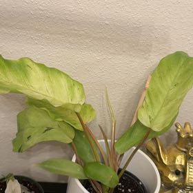 Photo of the plant species Philodendron 'Snow Drift' by @Eryss named Snow Drift on Greg, the plant care app