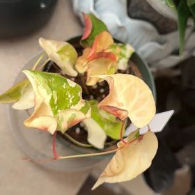 Photo of the plant species Tuber Fleeceflower by @Eryss named Sol on Greg, the plant care app