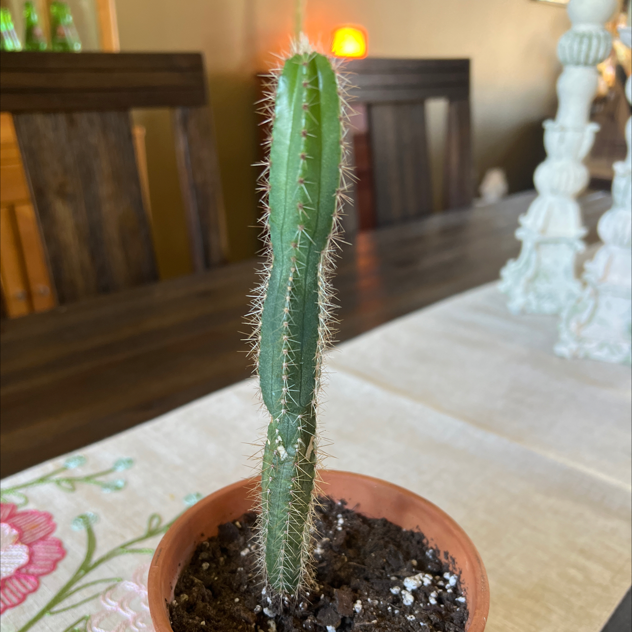 Columnar Cactus in a small pot on a table, healthy with visible soil.