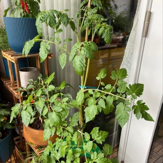 Tomato Plant plant in Amersfoort, Utrecht