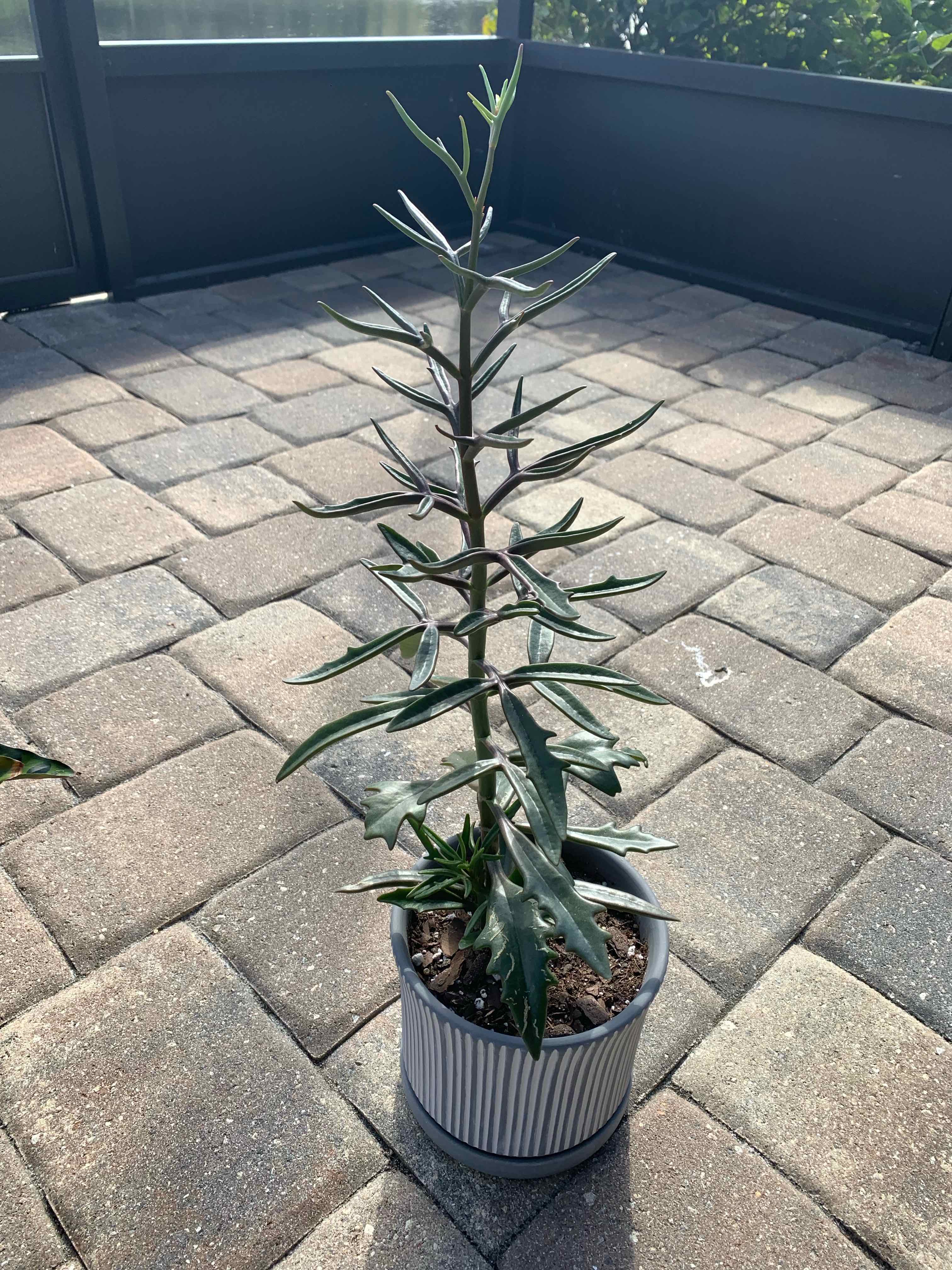 Photo of the plant species Christmas Tree Plant by @VitalDaffodil named Spike on Greg, the plant care app