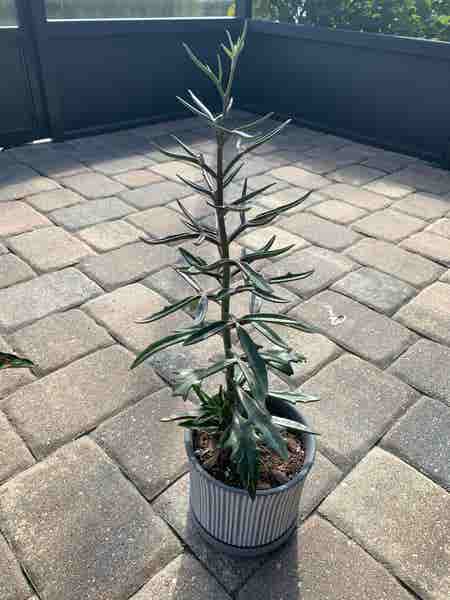 Photo of the plant species Christmas Tree Plant by @VitalDaffodil named Spike on Greg, the plant care app