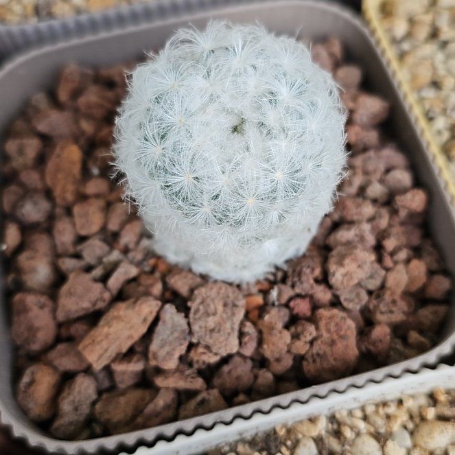 Photo of the plant species Mammilloydia by @PrettySedge named Madonna on Greg, the plant care app