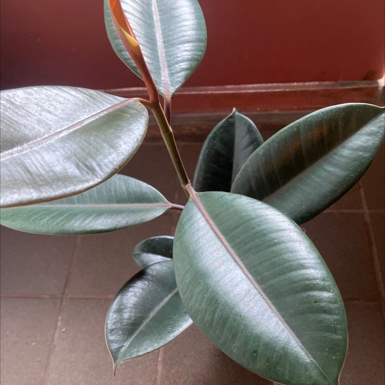 Burgundy Rubber Tree with large, glossy leaves. Plant appears healthy.