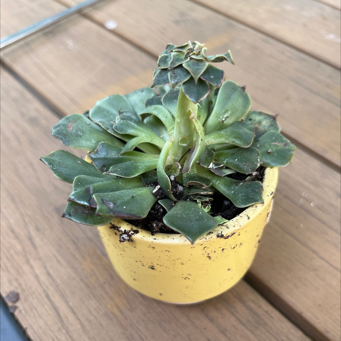 Photo of the plant species Echeveria 'Azulita' by @NatalieRand named B on Greg, the plant care app