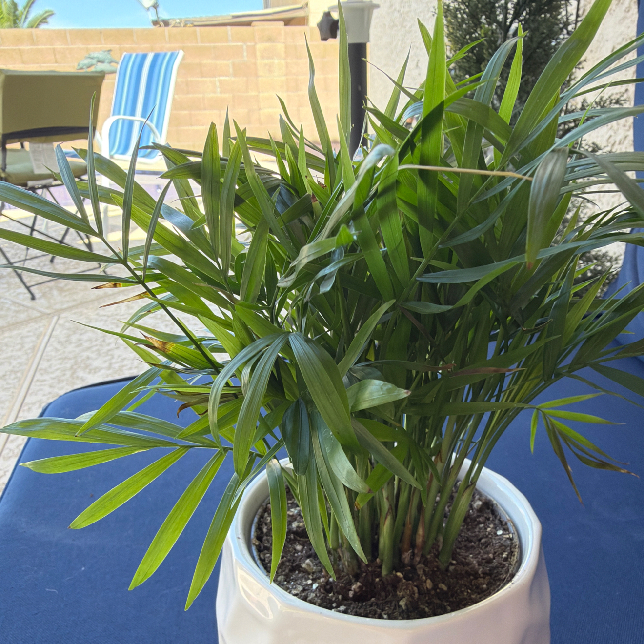 Photo of the plant species Scarlett Rose by Lori named Scarlett on Greg, the plant care app