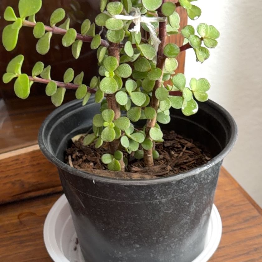 Photo of the plant species Rainbow Elephant Bush by Lori named Tupot amaroot on Greg, the plant care app