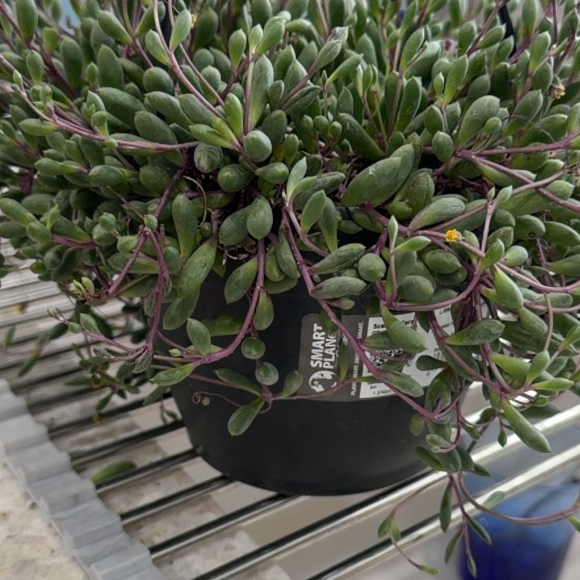 Photo of the plant species ruby necklace by Lori named Leaf Erickson on Greg, the plant care app