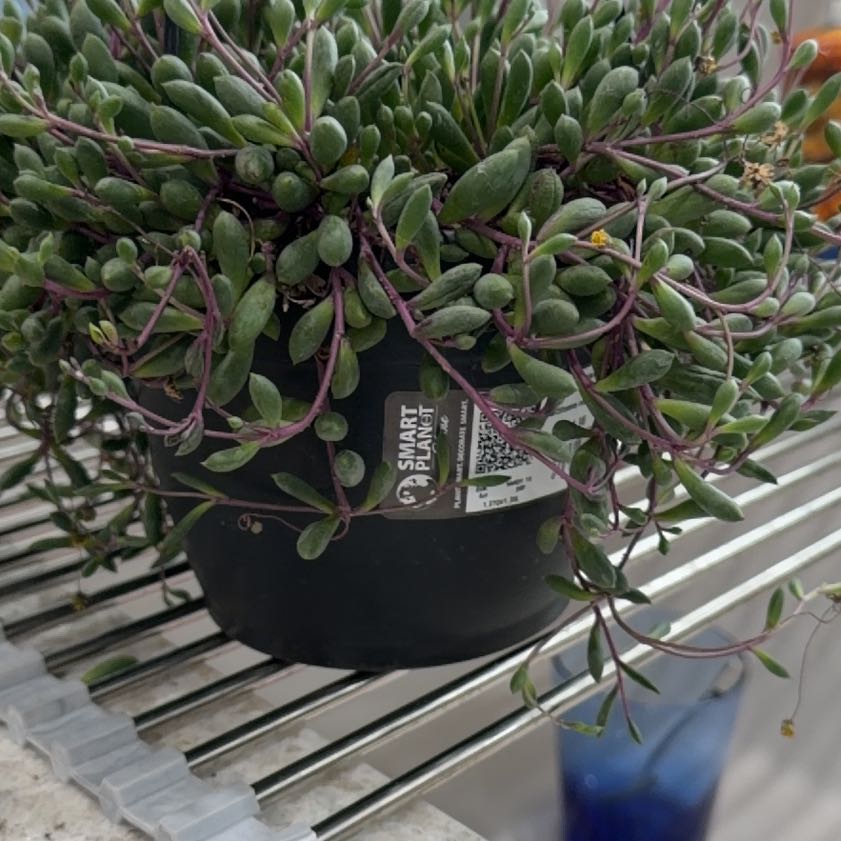 Photo of the plant species Ruby Necklace by Lori named da Vinci on Greg, the plant care app
