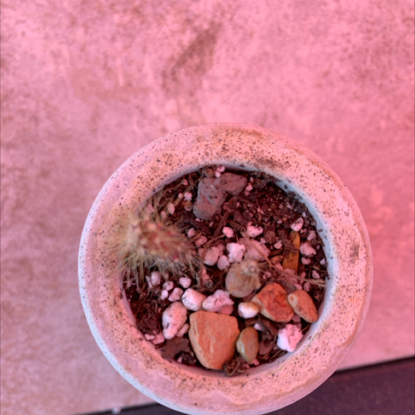 Photo of the plant species Echinocereus cinerascens by @NativeCallalily named Grow Kit Cactus (Bellamy) on Greg, the plant care app