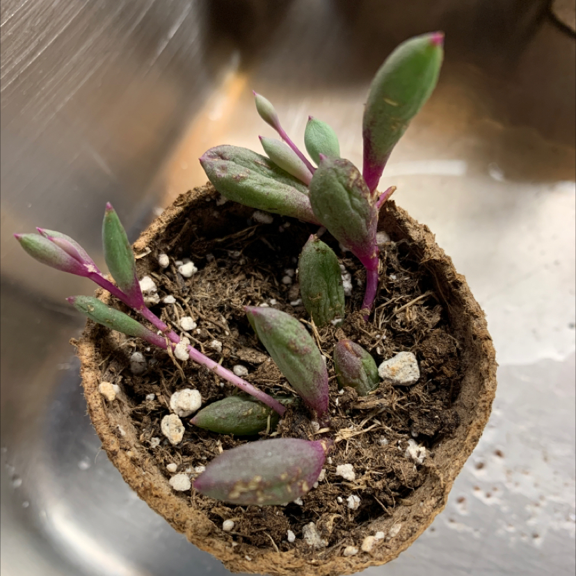 Potted ruby necklace plant with green and purple leaves, healthy condition.