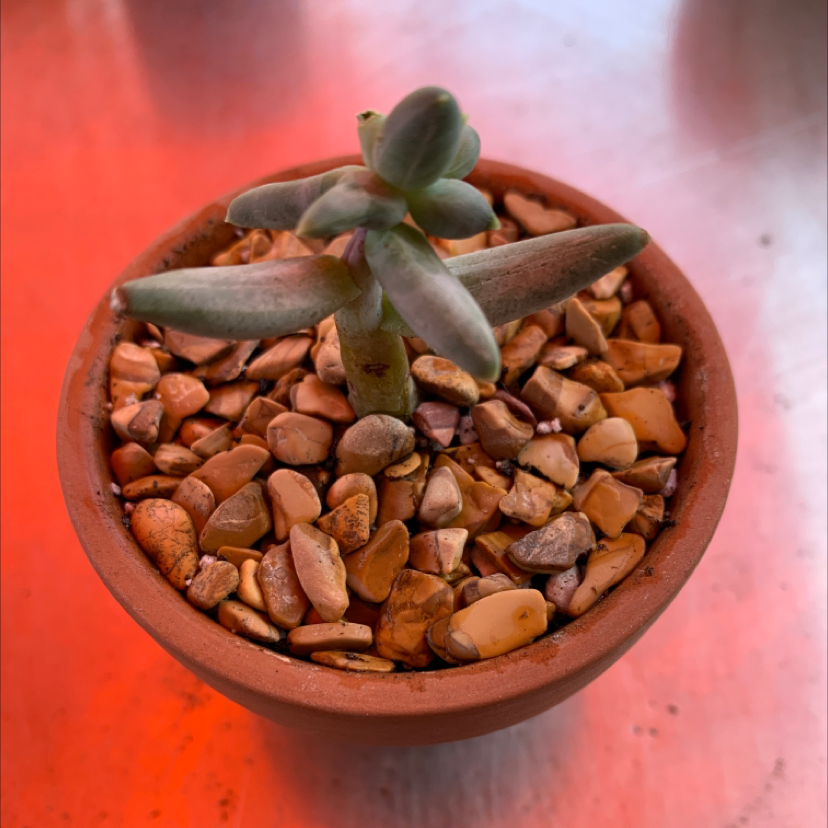 Little Jewel succulent in a terracotta pot with rocky soil, showing some leaf discoloration.