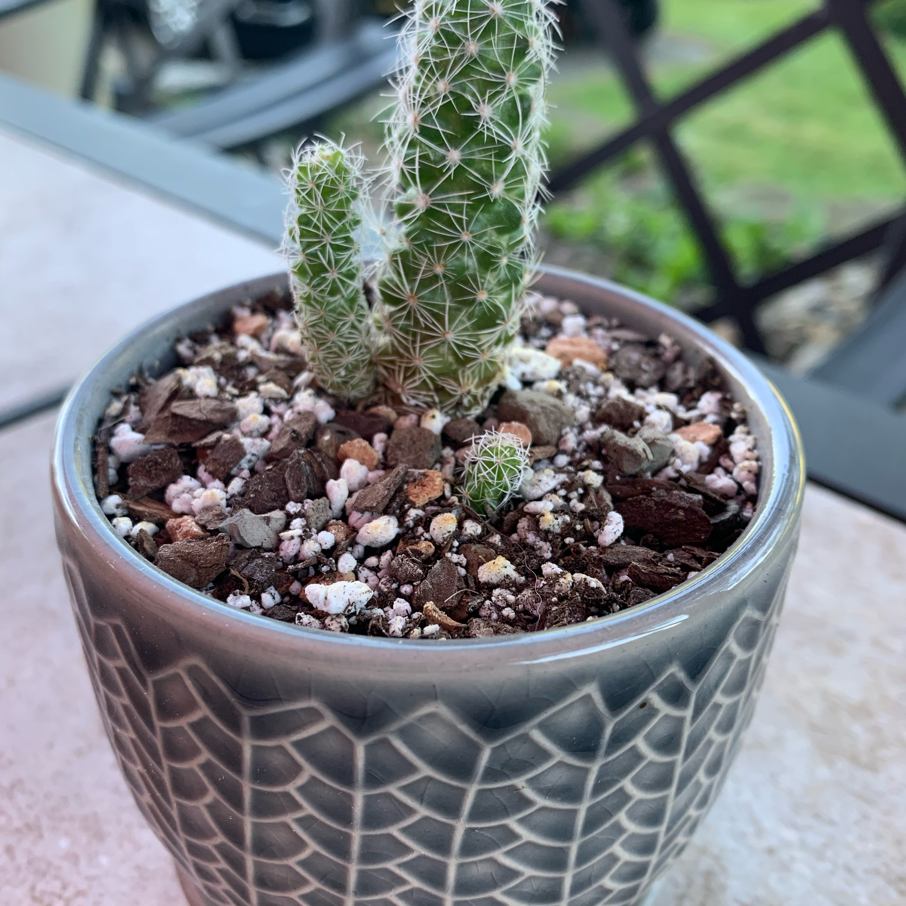 Comb Hedgehog Cactus in a pot with visible soil, appears healthy.