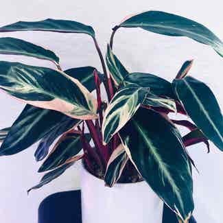 Stromanthe sanguinea 'Tricolor' plant in Somewhere on Earth