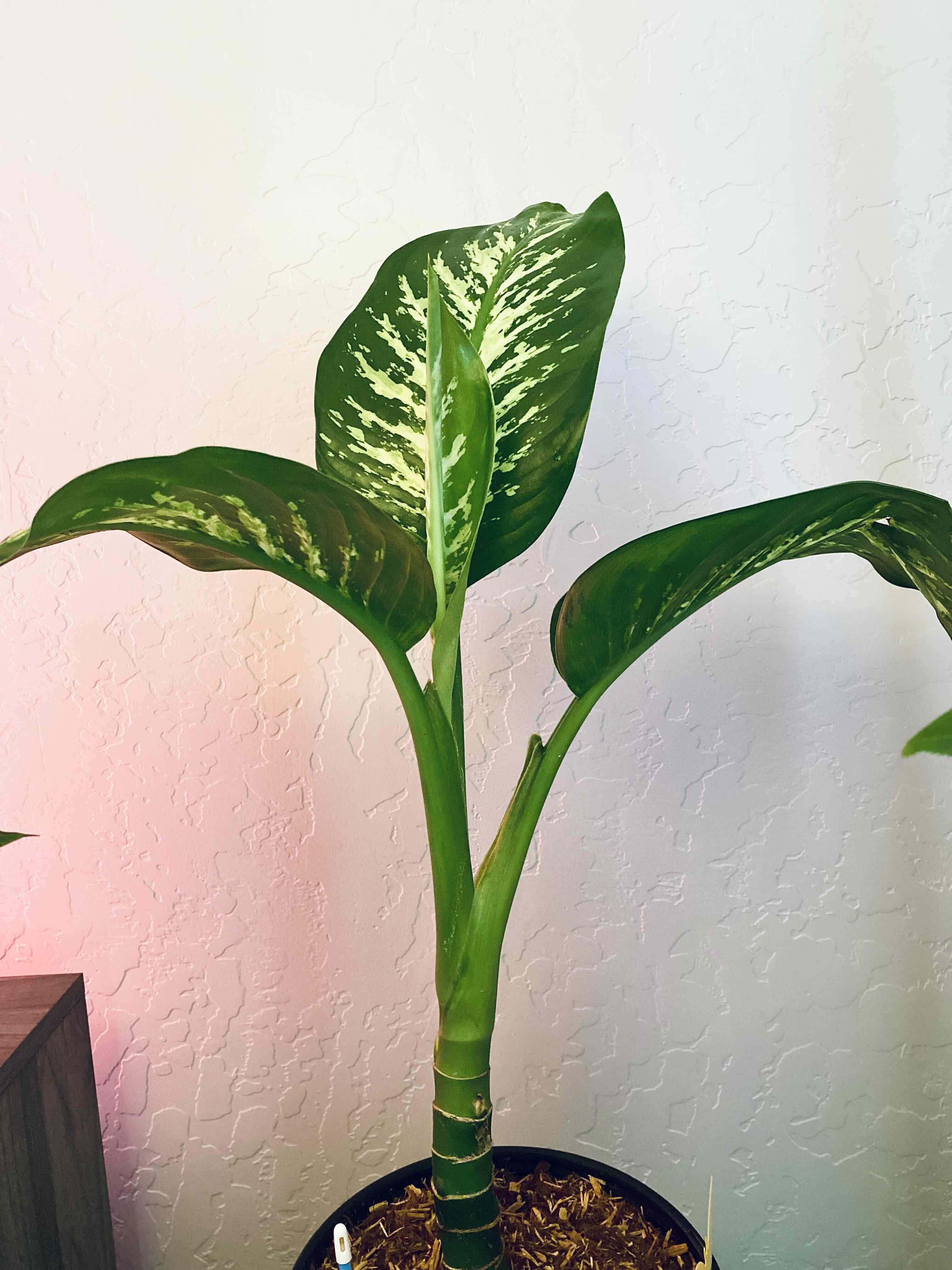 Dumbcane Tropic Snow plant with large, variegated leaves in a pot. Soil is visible.