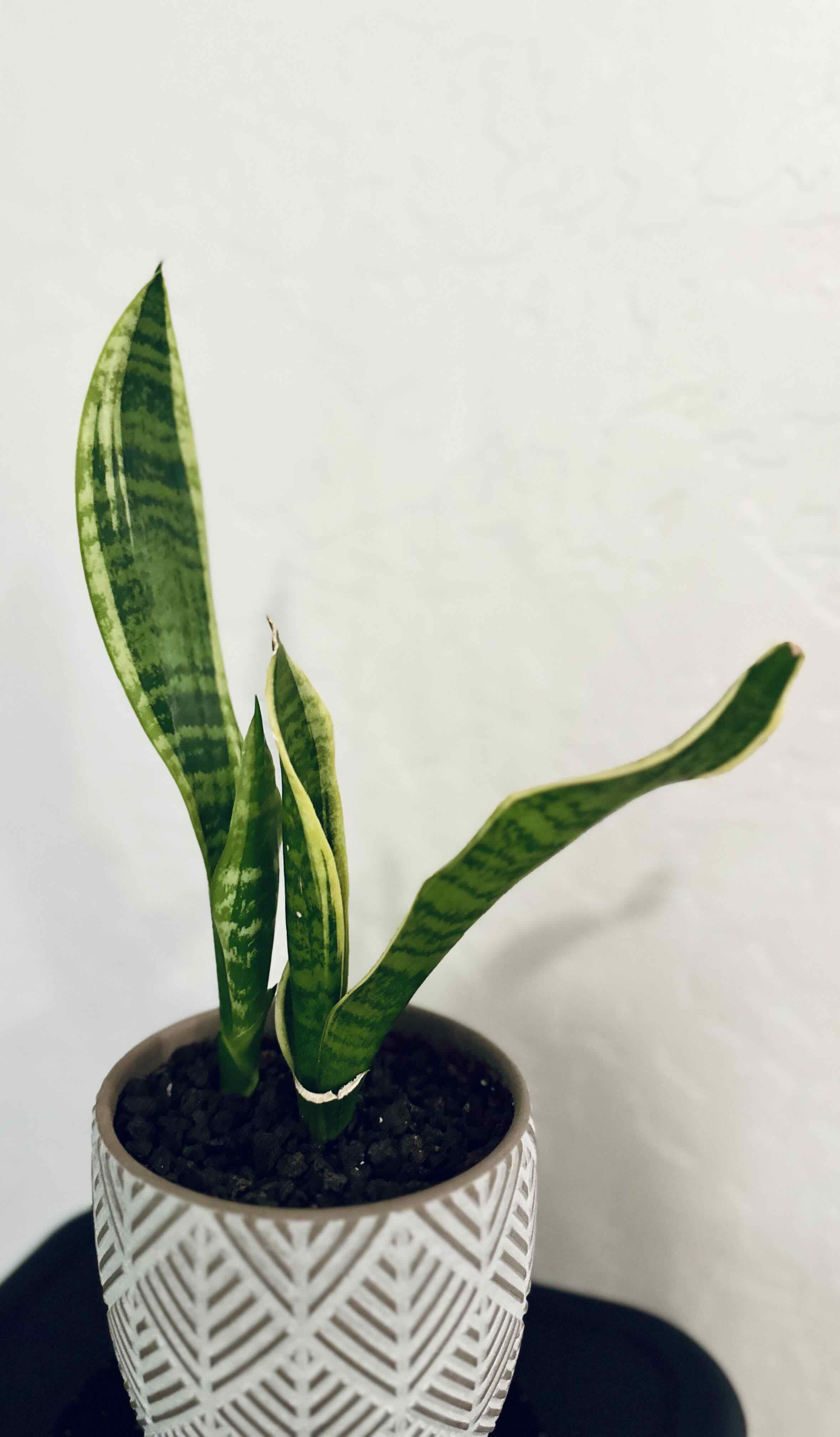 Futura Superba Snake Plant in a decorative pot with healthy, variegated leaves.