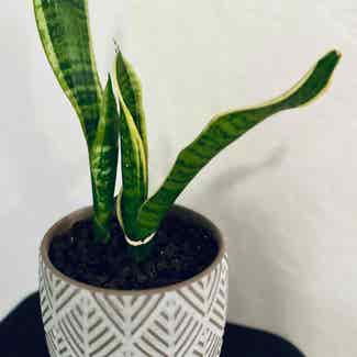 Futura Superba Snake Plant plant in Somewhere on Earth