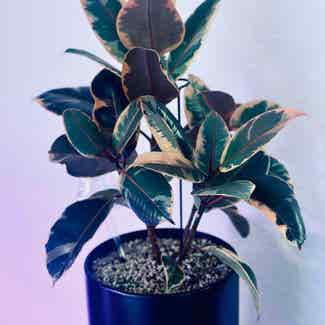 Ficus 'Ruby' plant in Somewhere on Earth