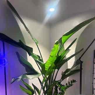 White Bird of Paradise plant in Somewhere on Earth