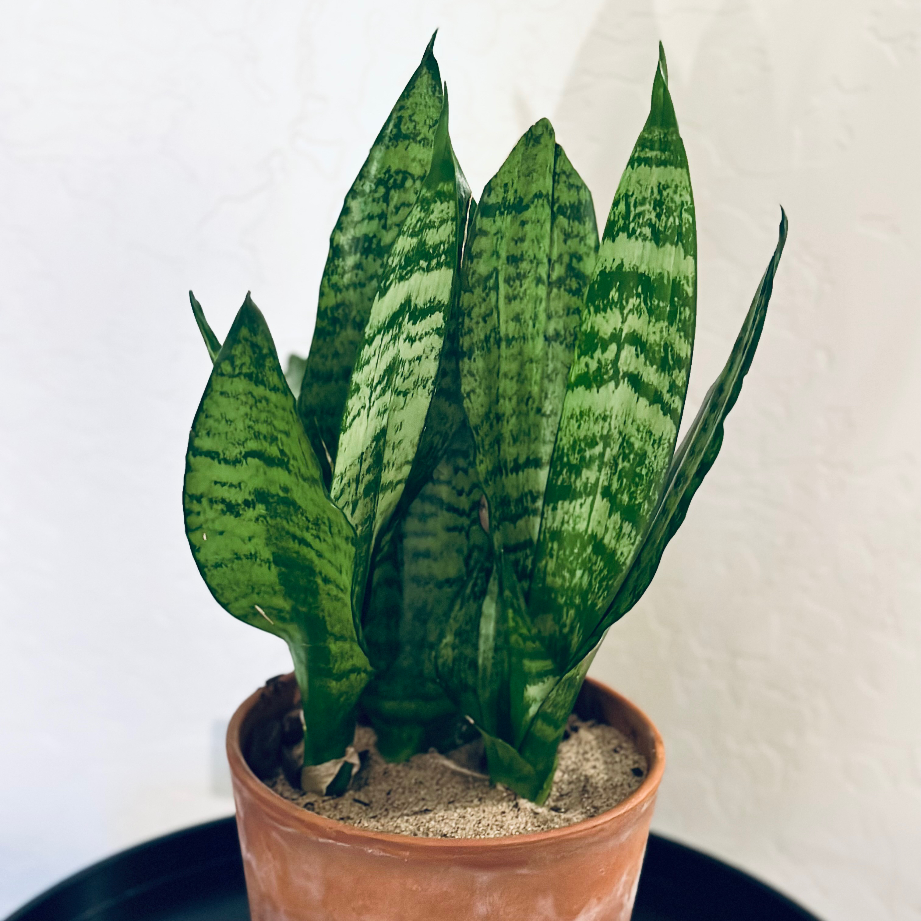 Black Robusta Snake Plant in a terracotta pot with vibrant green leaves.
