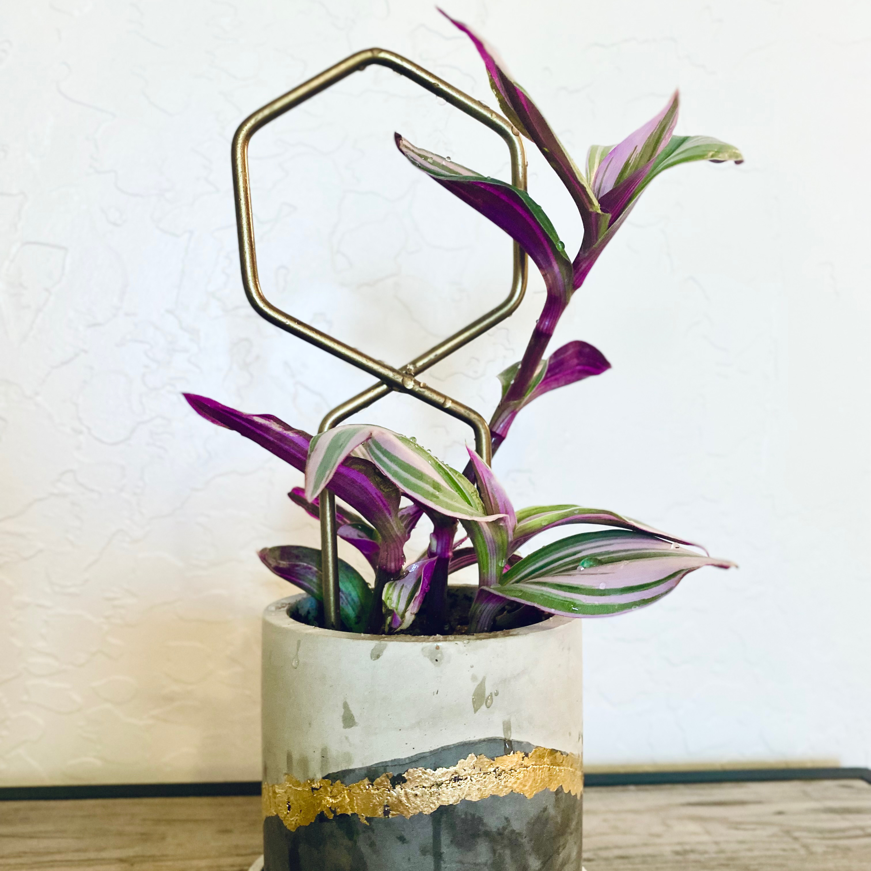 Photo of the plant species Tradescantia Nanouk by @Ninicolite named Bubbles on Greg, the plant care app