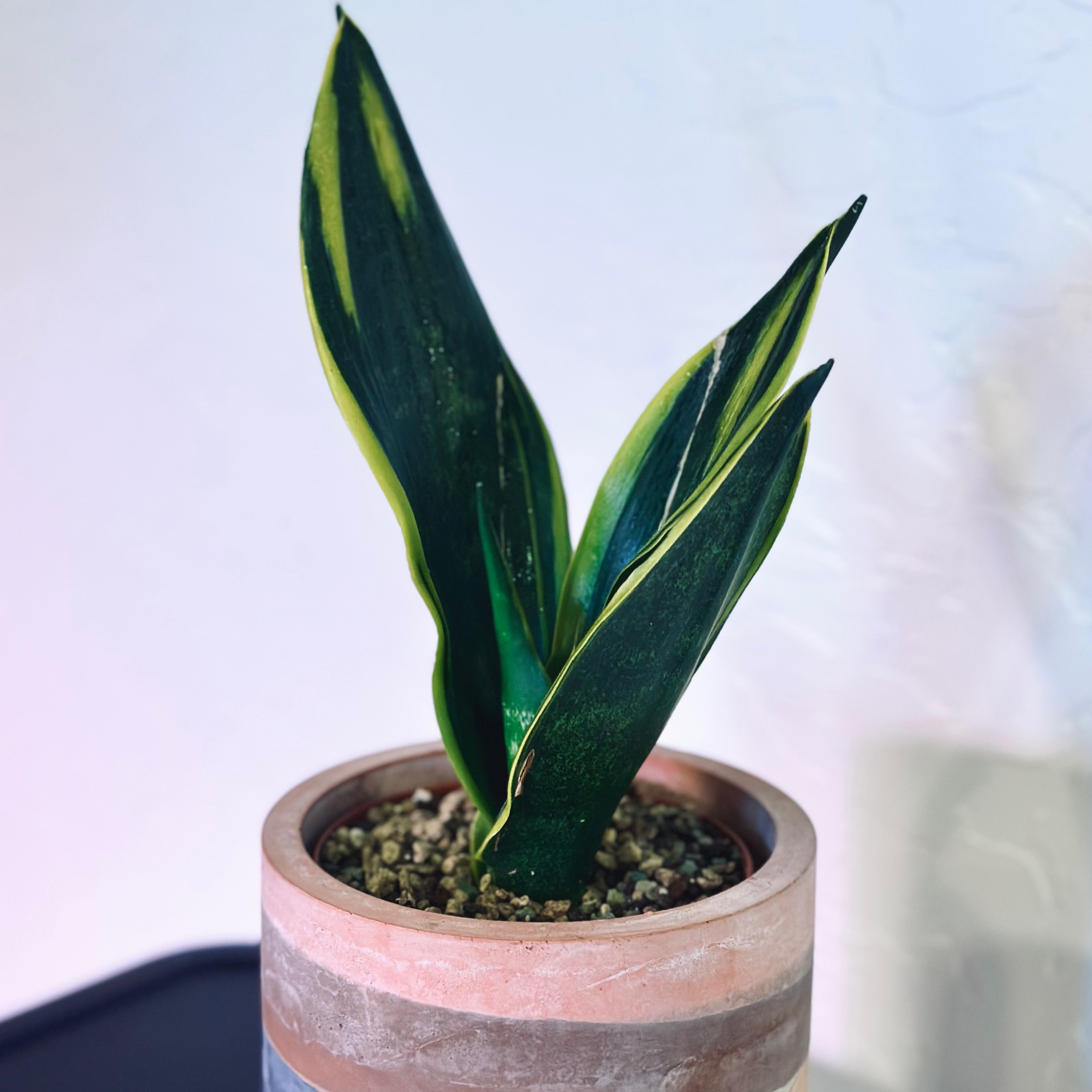 Golden Flame Snake Plant in a pot with vibrant green leaves and yellow edges.