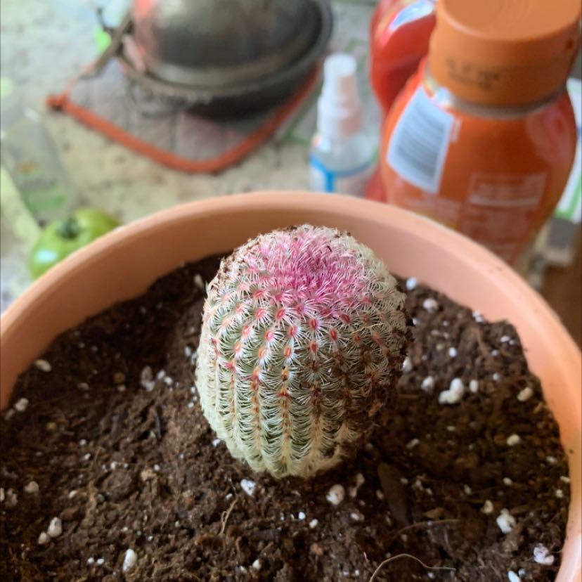 Comb Hedgehog Cactus in a pot with visible soil, appears healthy.