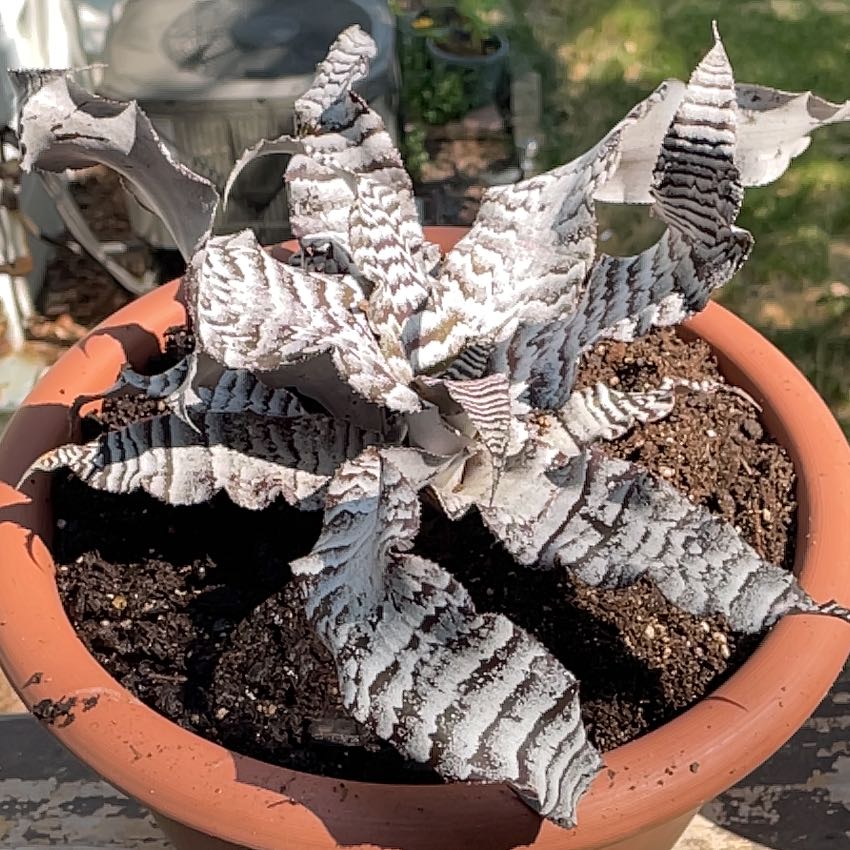 Photo of the plant species Bromeliad by @DevotedMugwort named Beetleguise on Greg, the plant care app