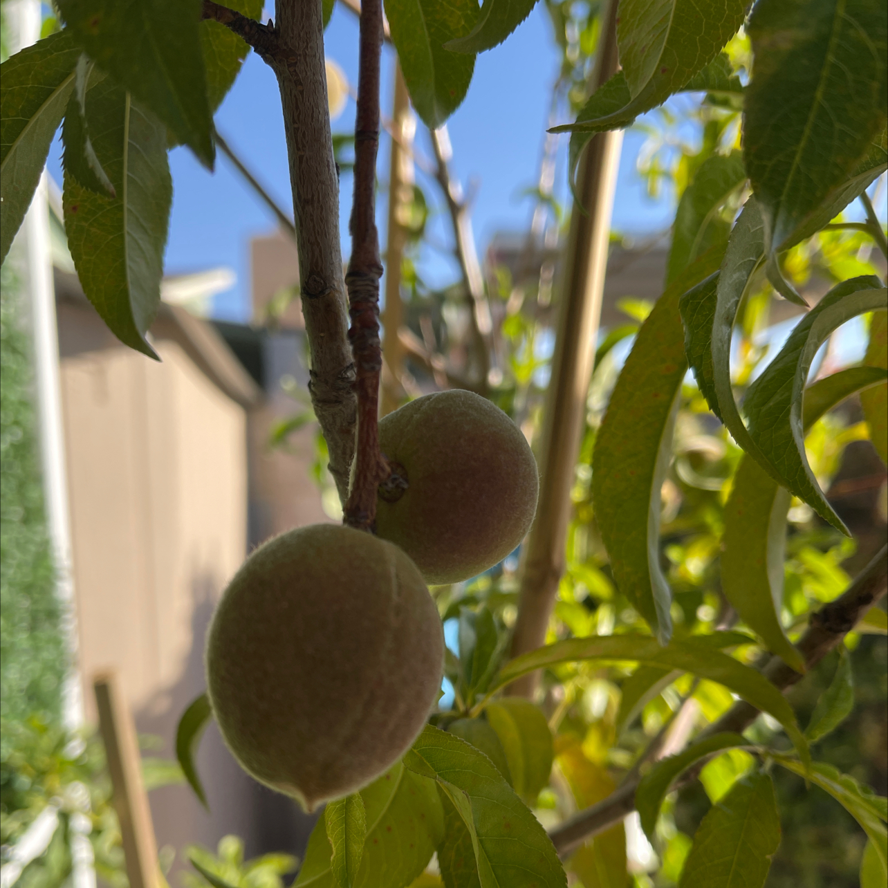 Photo of the plant species July Prince Peach Tree by @PatientRiberry named Julyprince Peach tree on Greg, the plant care app