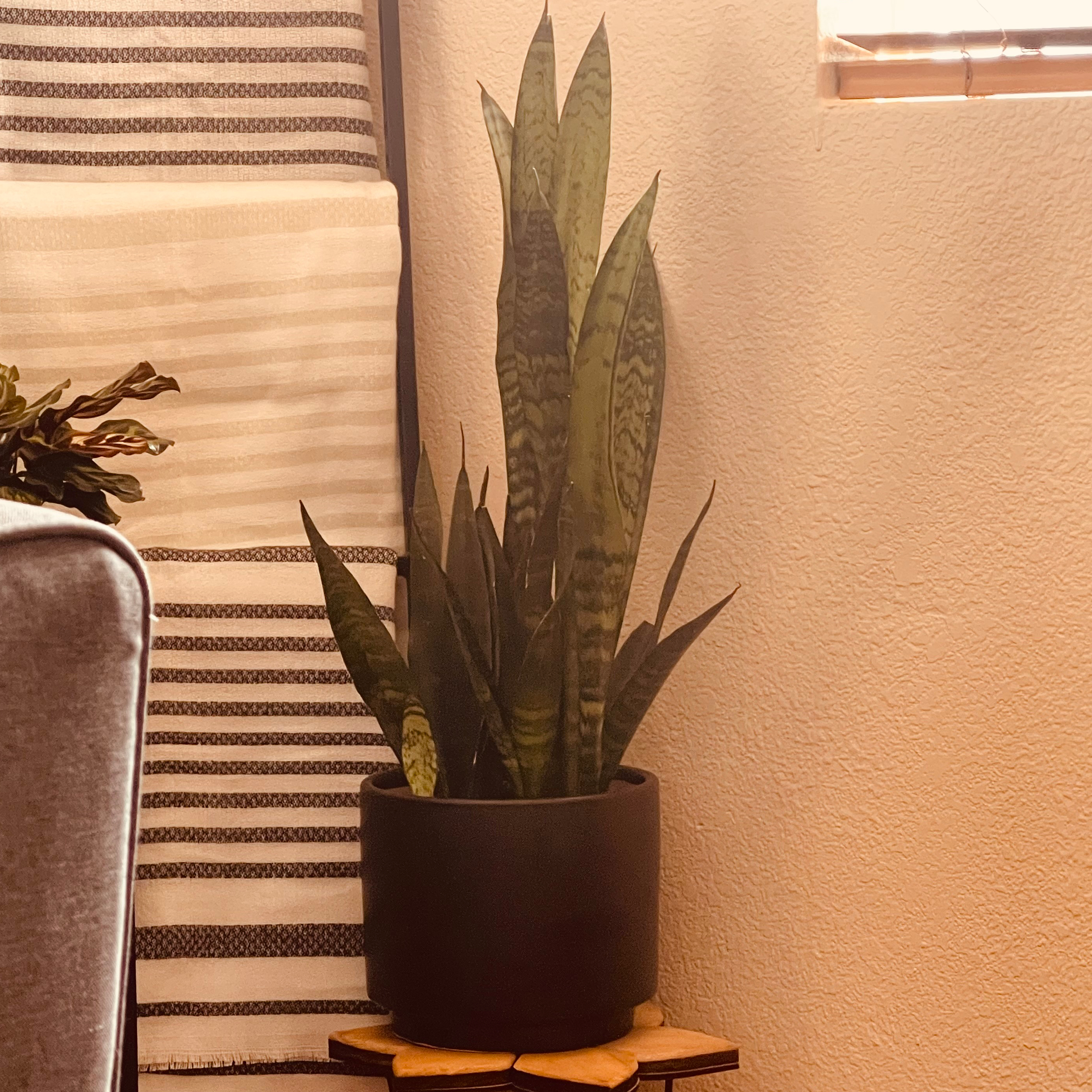 Zeylanica Snake Plant in a black pot indoors, appears healthy.