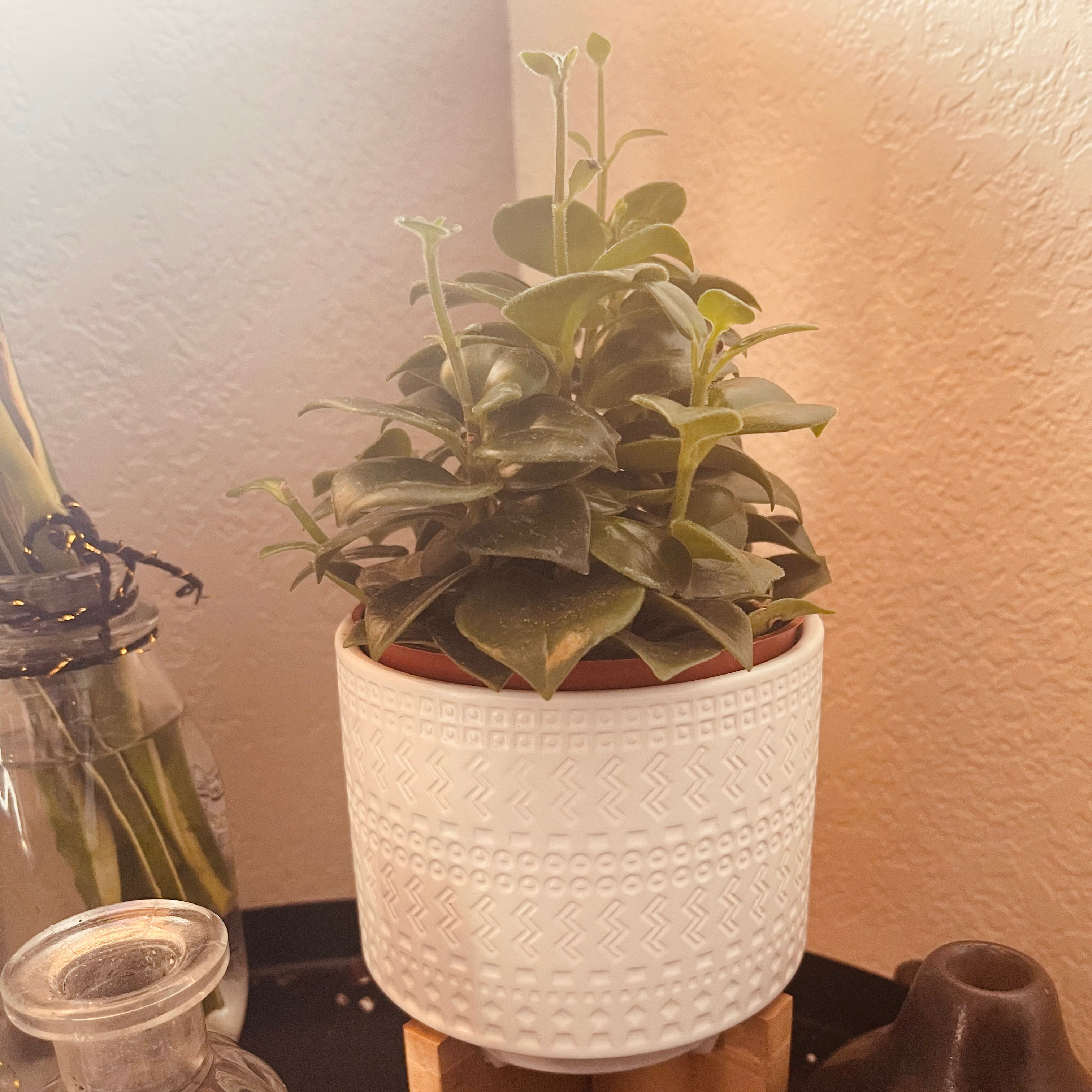 A healthy Lipstick Plant in a white textured pot.