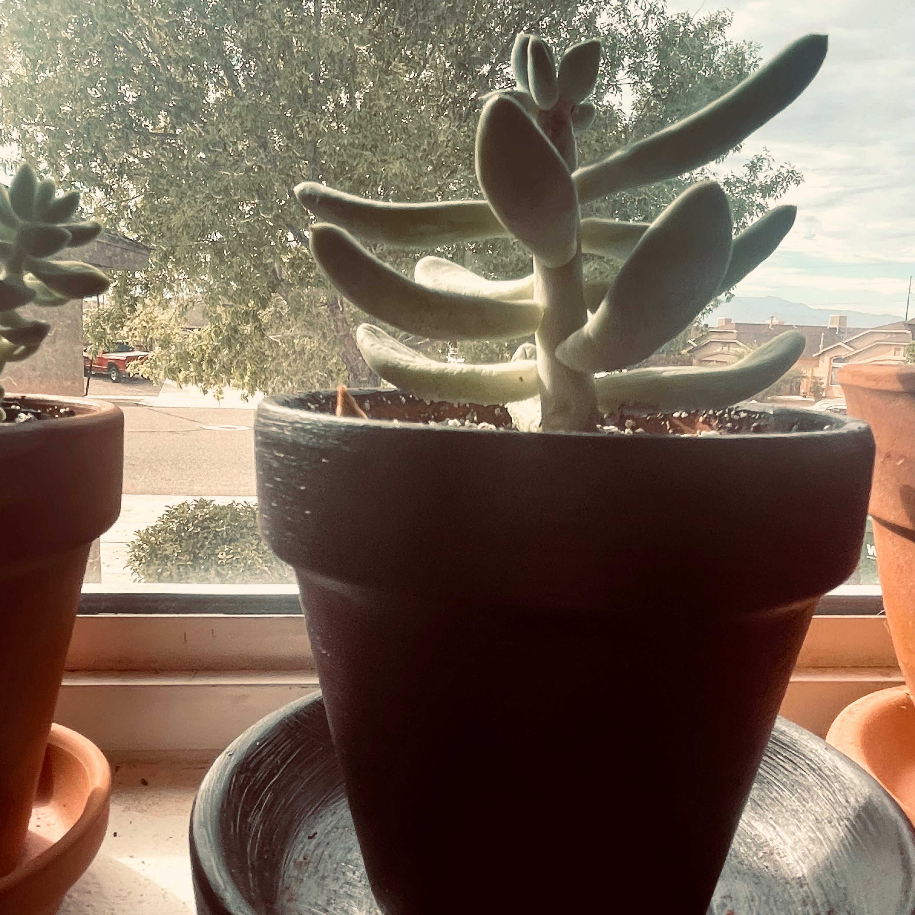 Pachyphytum 'Starburst' succulent in a pot on a windowsill with other plants in the background.