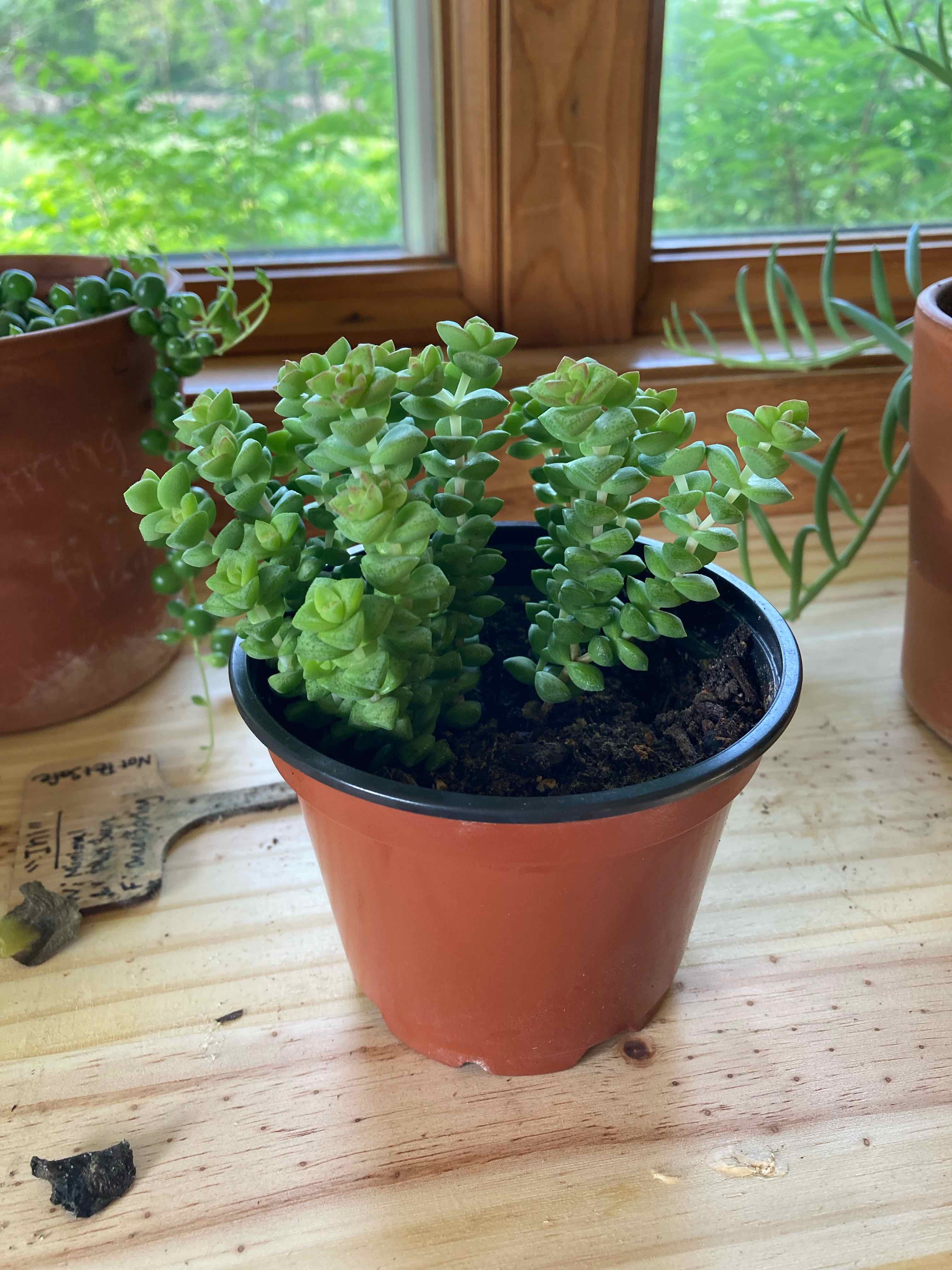 Potted Tom Thumb succulent on a wooden surface near a window, appearing healthy.