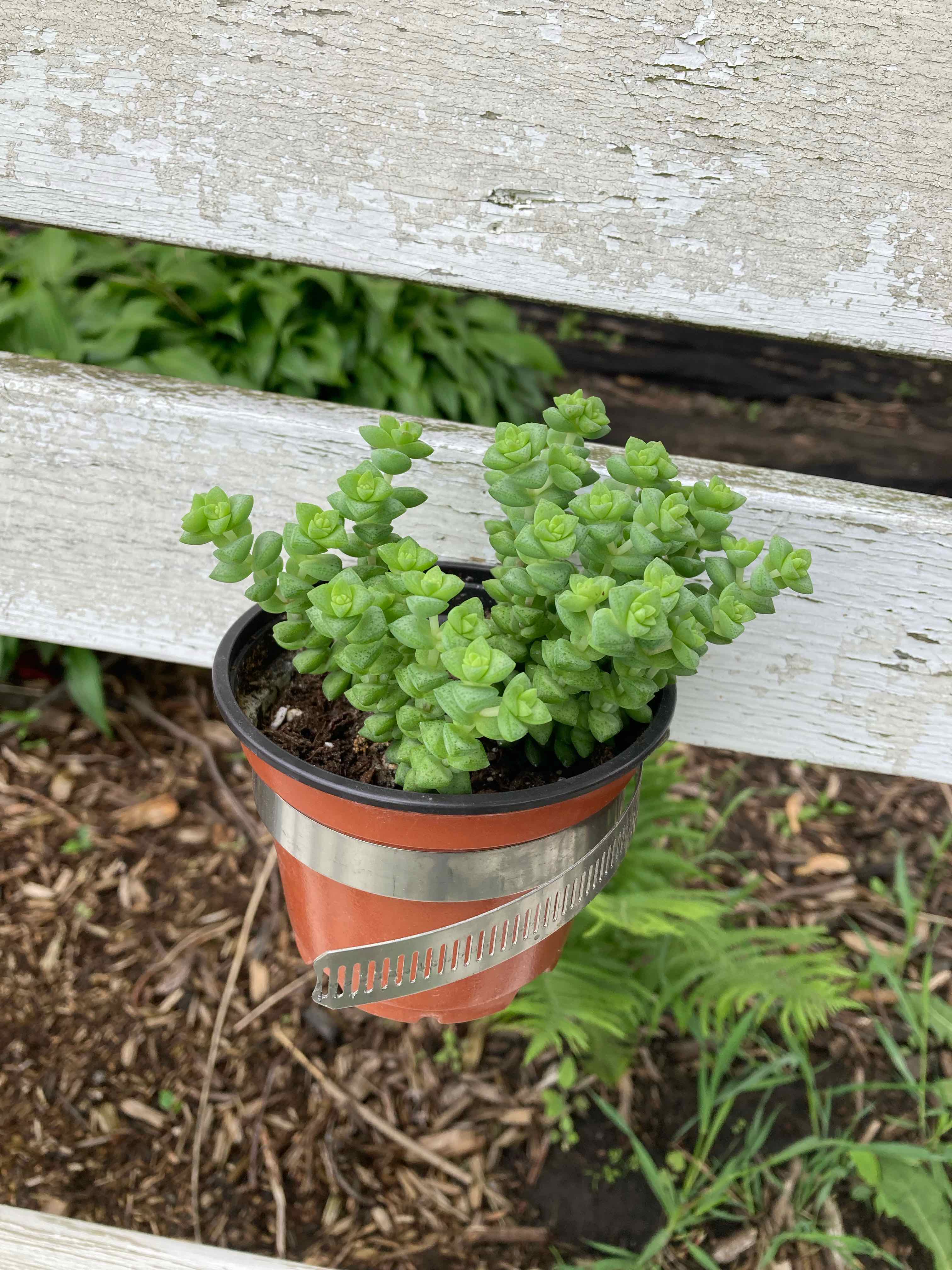 Potted Tom Thumb plant in a metal holder on a wooden fence, with green leaves.