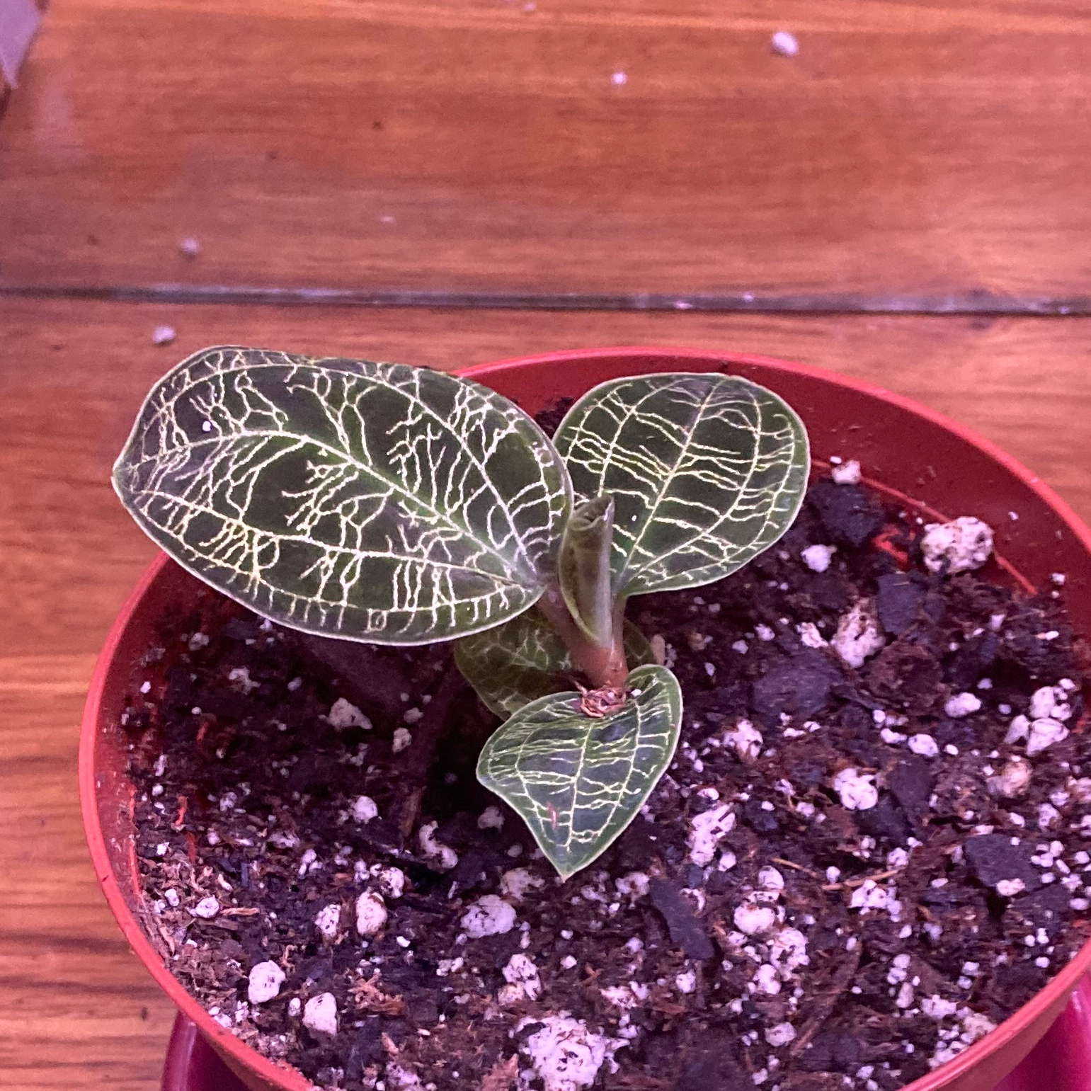 Lightning Bolt Jewel Orchid in a red pot with distinct veined leaves and visible soil.