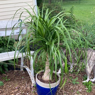 Ponytail Palm plant in Winnebago, Illinois