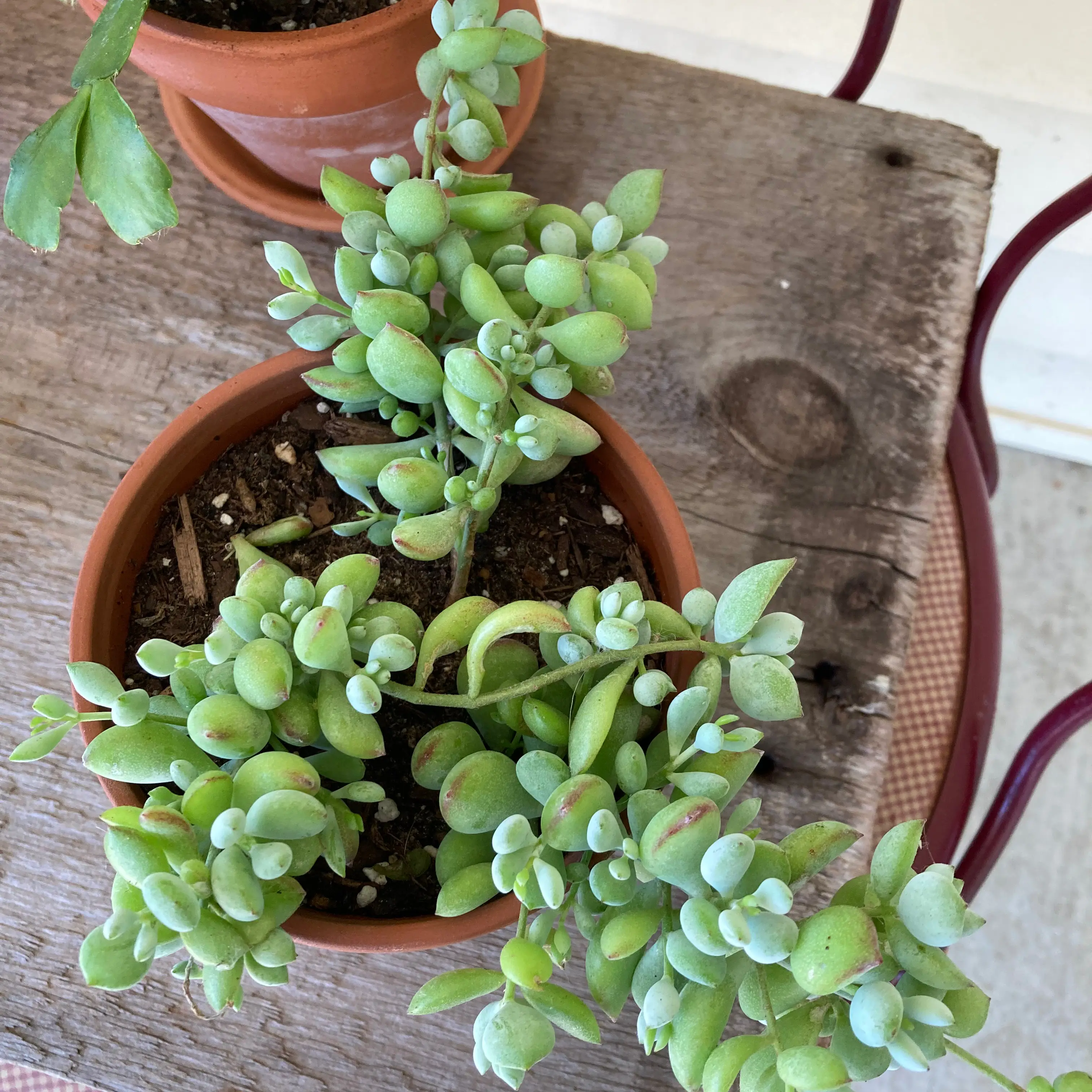 Potted Cliff Cotyledon succulent plant with thick, fleshy leaves. Soil visible.