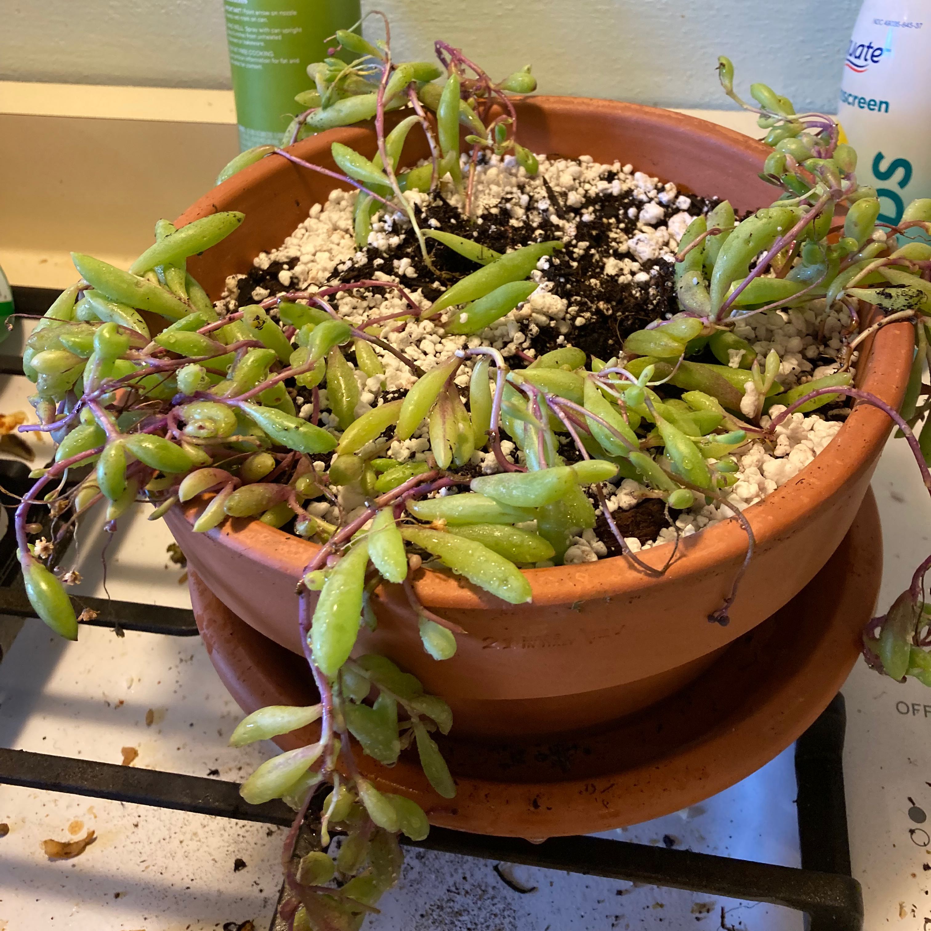 Potted ruby necklace plant with visible soil and some yellowing and browning leaves.