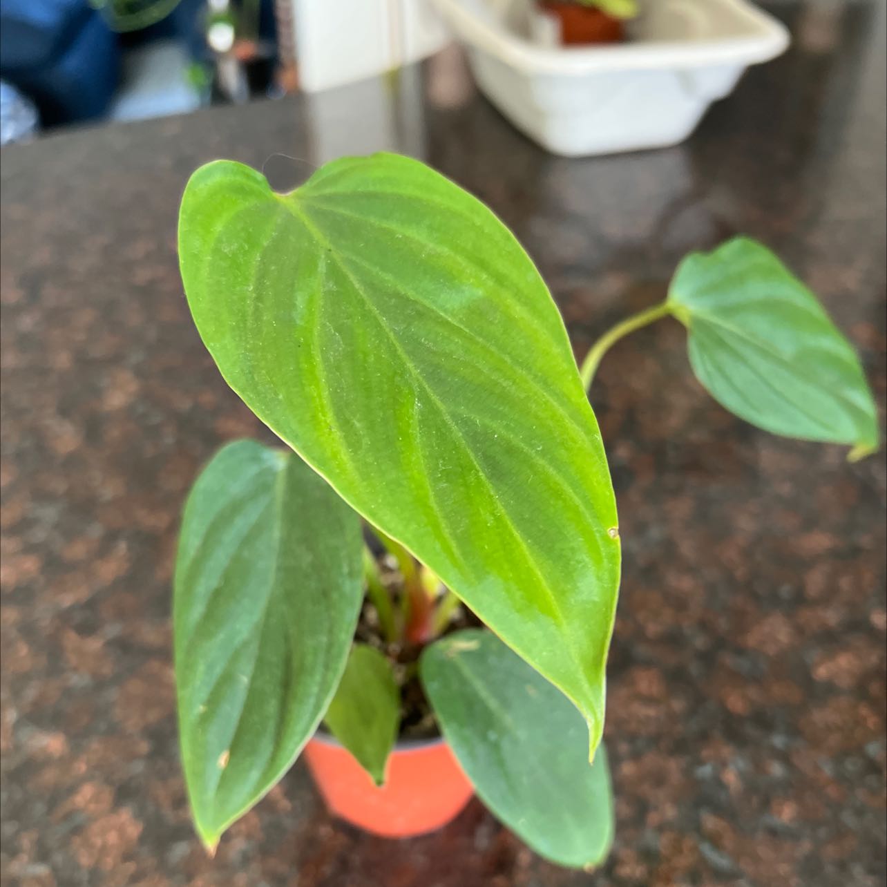 Photo of the plant species Philodendron 'Fuzzy Petiole' by @Sahplantmom named Renee on Greg, the plant care app