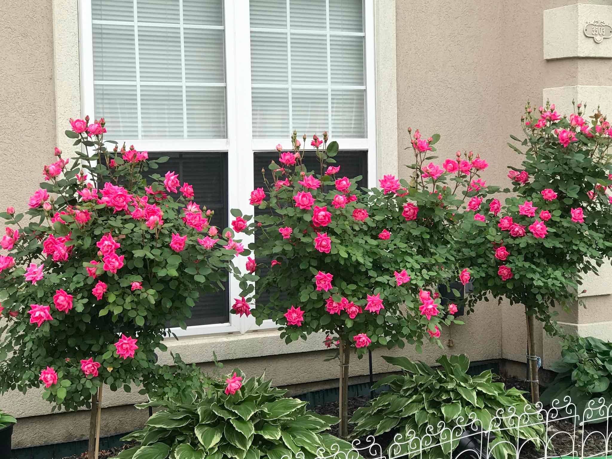 Plant care for Polyspora singaporeana on Greg, the plant care app