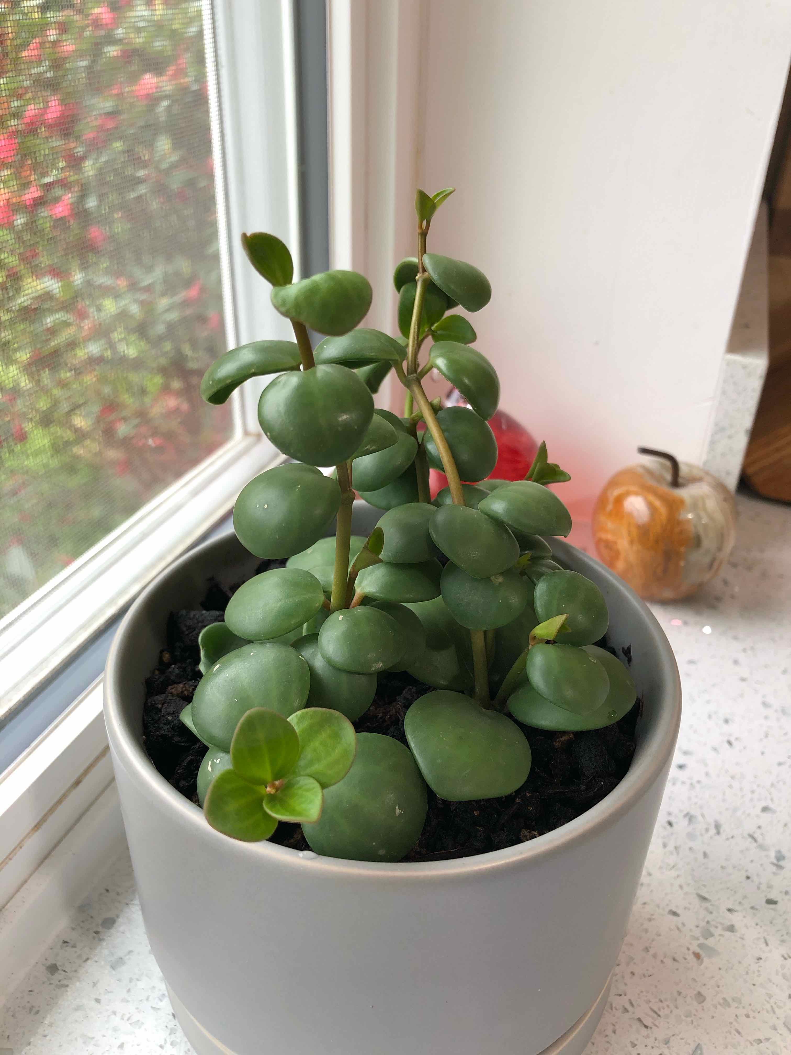 Peperomia 'Hope' plant in a pot near a window, with healthy green leaves.
