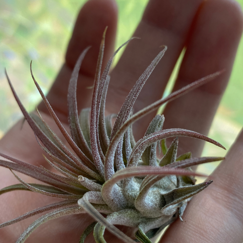 Close-up of a Small Ballmoss plant held in a person's hand, with a blurred background.